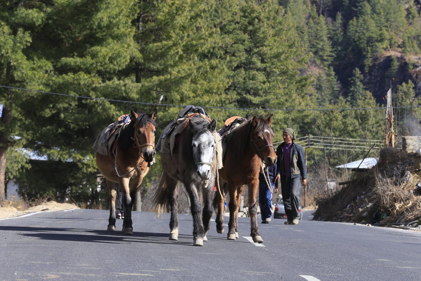 Pack horses on a Himalayan trekking trail