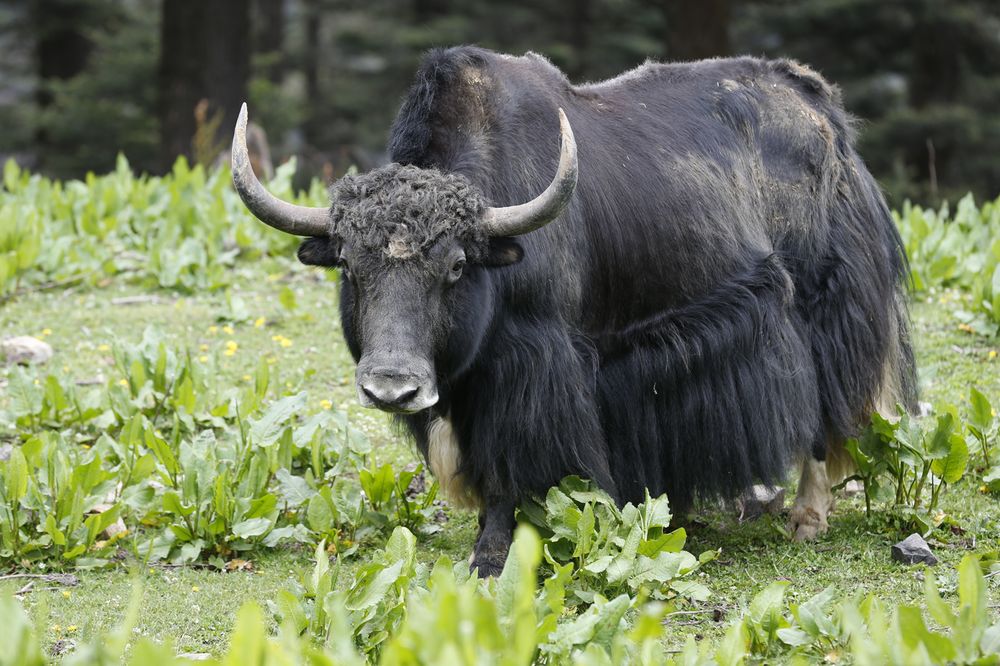 A yak grazing in a high-altitude Bhutanese pasture
